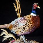 Pheasant mount