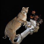 Bobcat lifesize mount