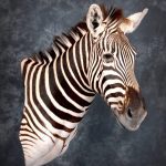 Zebra mount