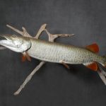 ck-taxidermy-fish-mounted2