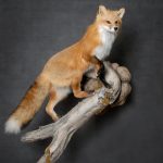 ck-taxidermy-fox-lifesize