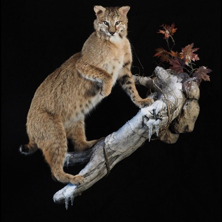 Bobcat lifesize mount