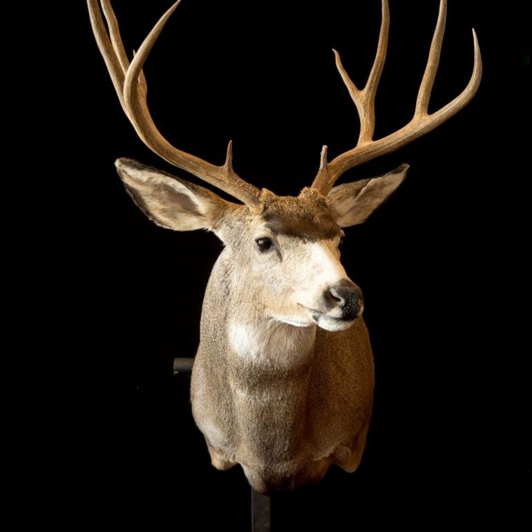 Deer mount