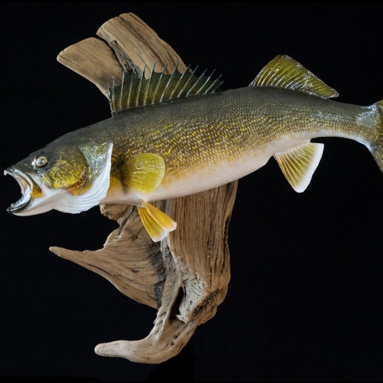 Walleye mount
